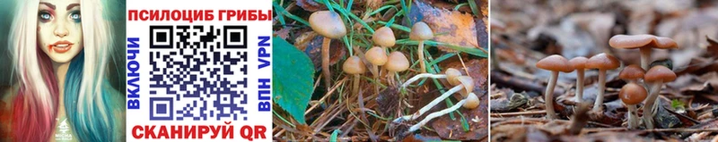 Галлюциногенные грибы Psilocybe  Дрезна 